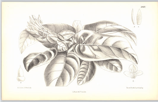 Curtis Botanical Magazine plate 6467