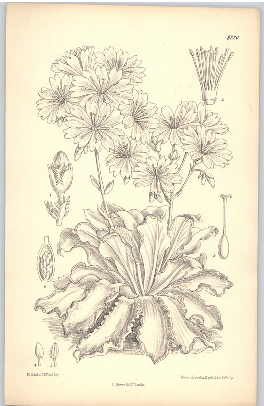 Curtis Botanical Magazine plate 8220