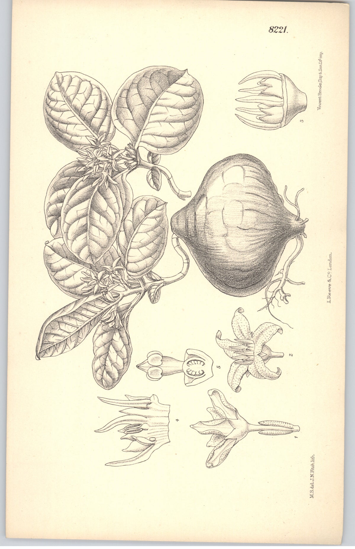 Curtis Botanical Magazine plate 8221