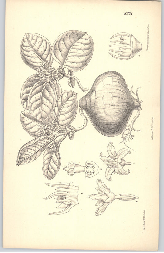 Curtis Botanical Magazine plate 8221