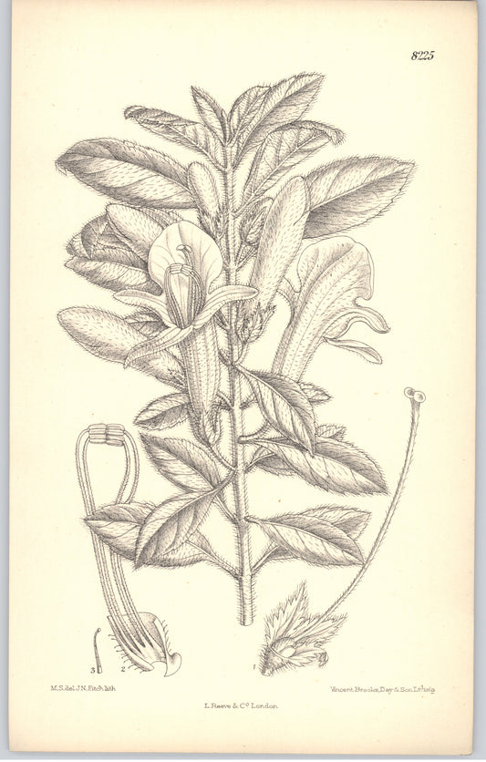 Curtis Botanical Magazine plate 8225