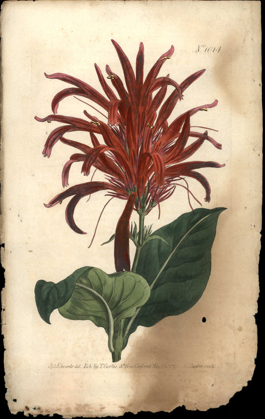 Plate 1014 - Shining-leaved Justicia