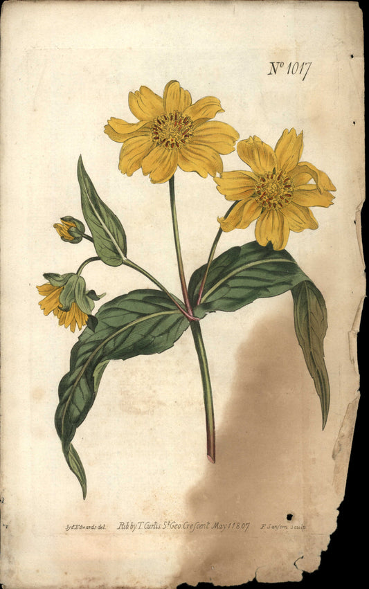 Plate 1017 - Oil-seed Verbesina