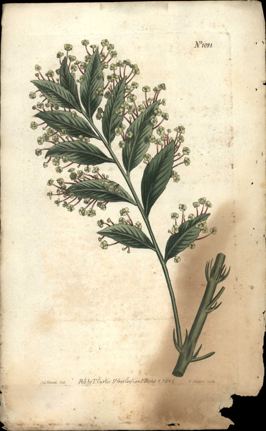 Plate 1021 - Broad-leaved Xylophylla