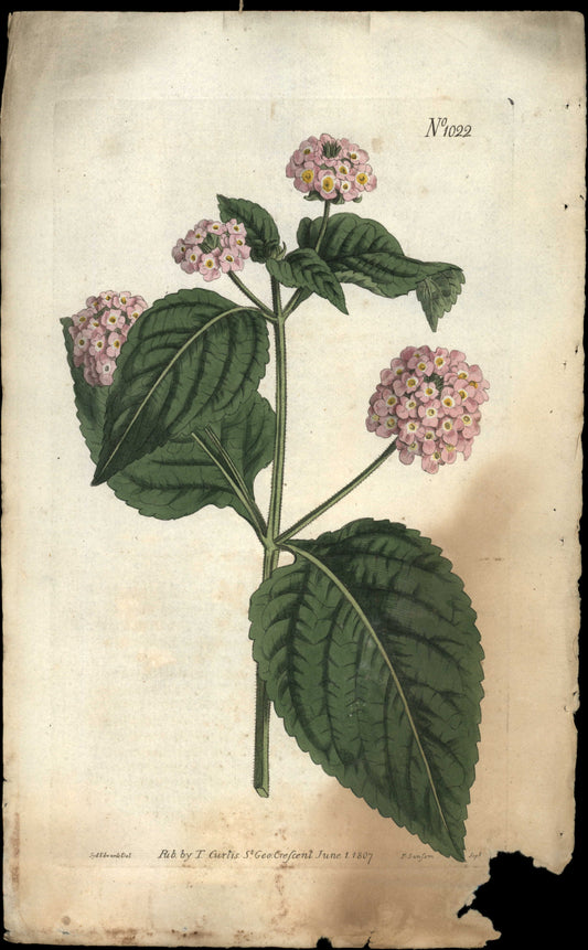 Plate 1022 - Lantana Annua