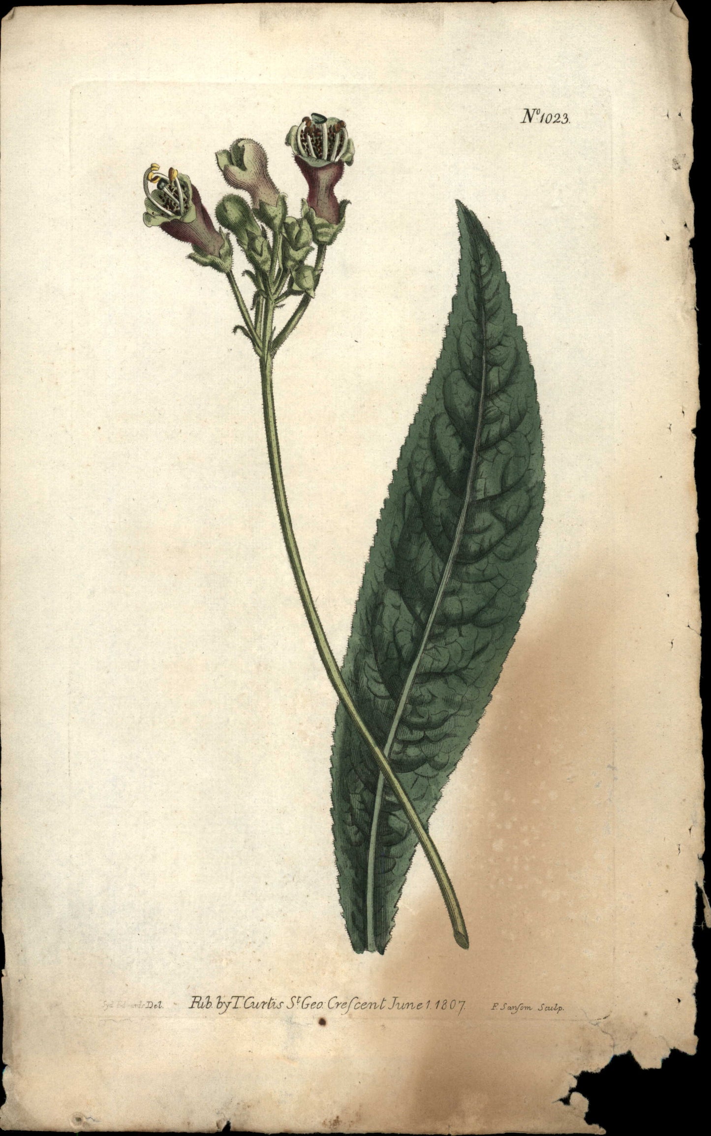 Curtis Botanical – Plate 1023 – Woolly Gesneria