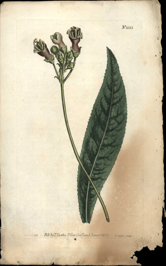 Curtis Botanical – Plate 1023 – Woolly Gesneria