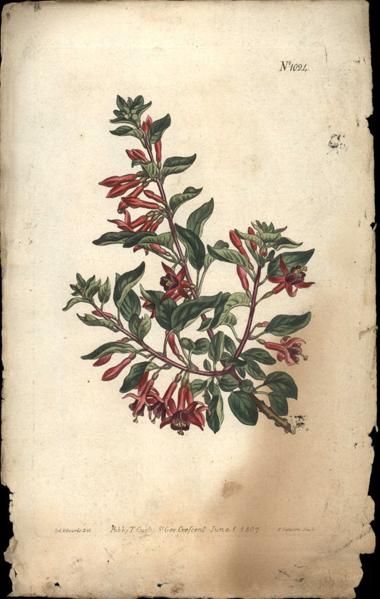 Plate 1024 - Fuchsia Lycioides