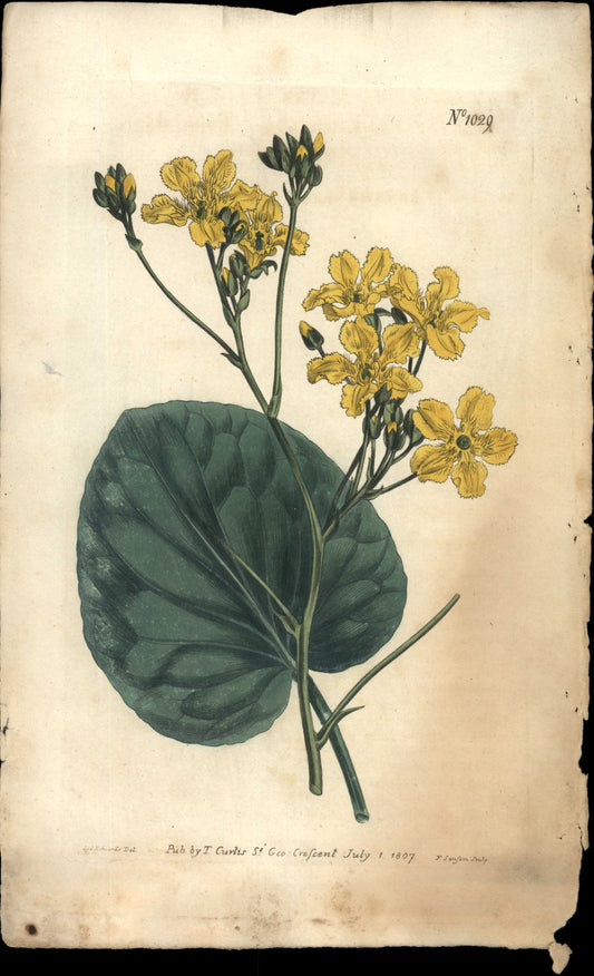 Plate 1029 - Tall Buck- Bean