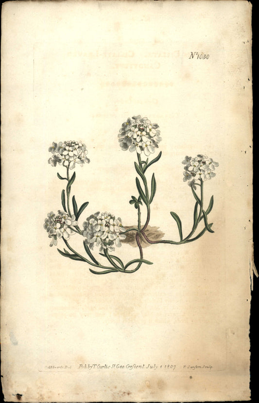 Plate 1030 - Ciliate-leaved Candytuft