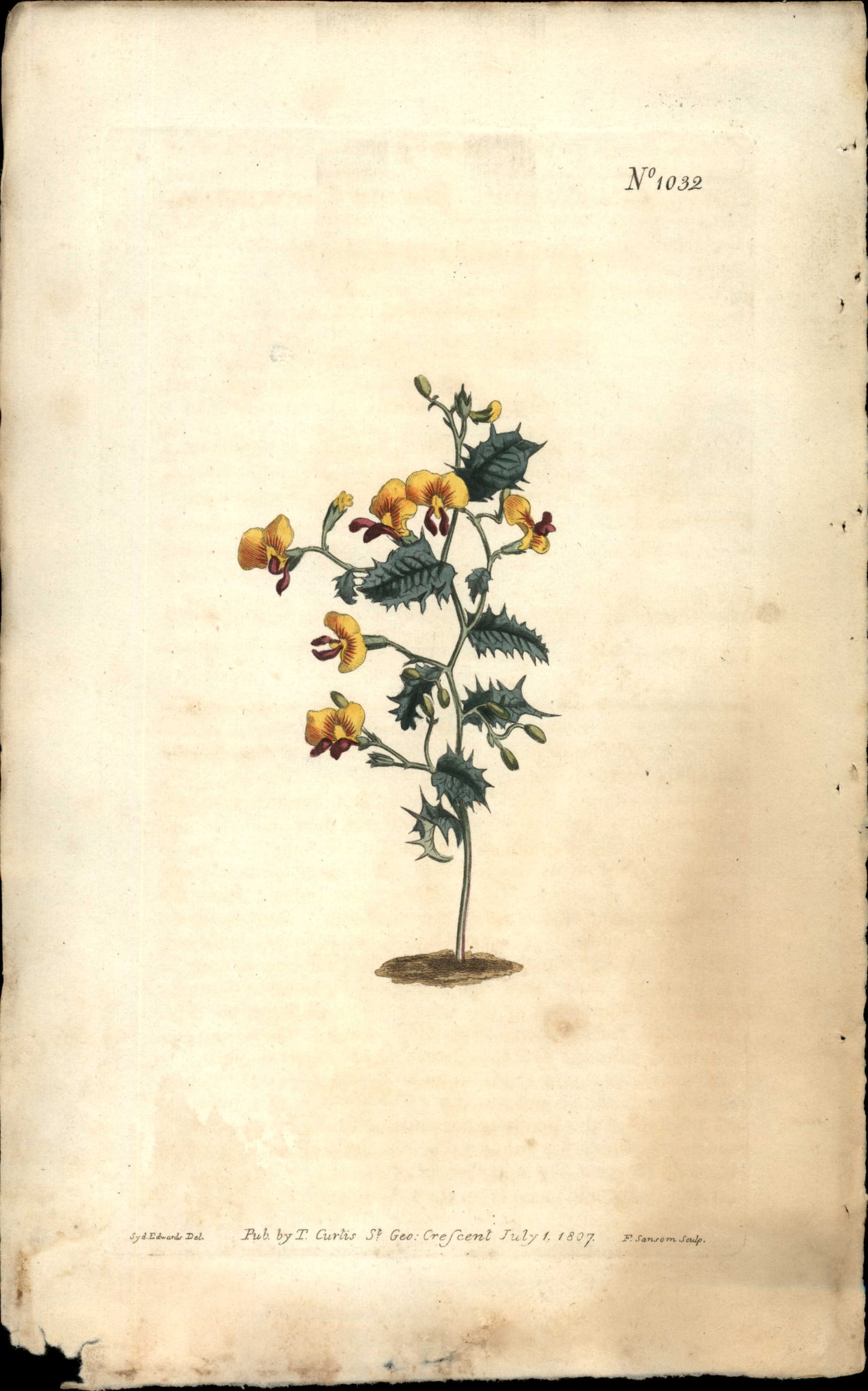 Curtis Botanical – Plate 1032 – Dwarf Chorizema