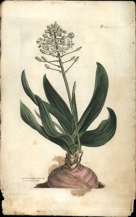 Plate 1046 - Dingy-flowered Albuca