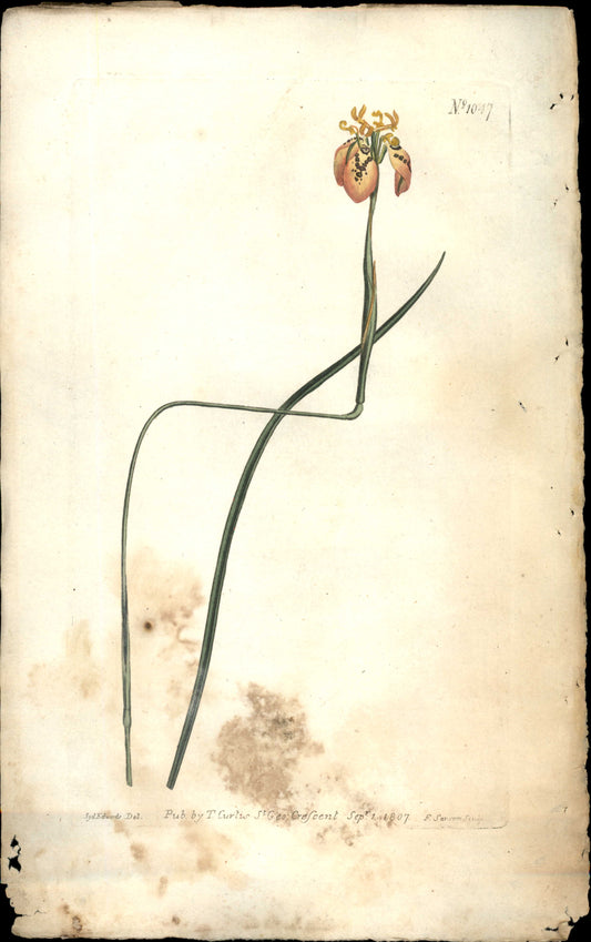 Plate 1047 - Brown-flowered Morea