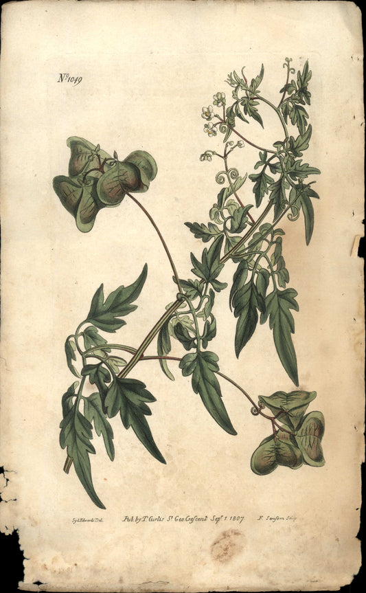 Plate 1049 - Octandria Trigynia