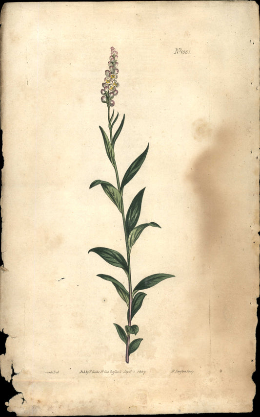 Plate 1051 - Polygala Senega