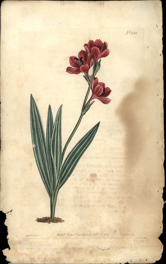 Plate 1052 - Purple-flowered Babiana