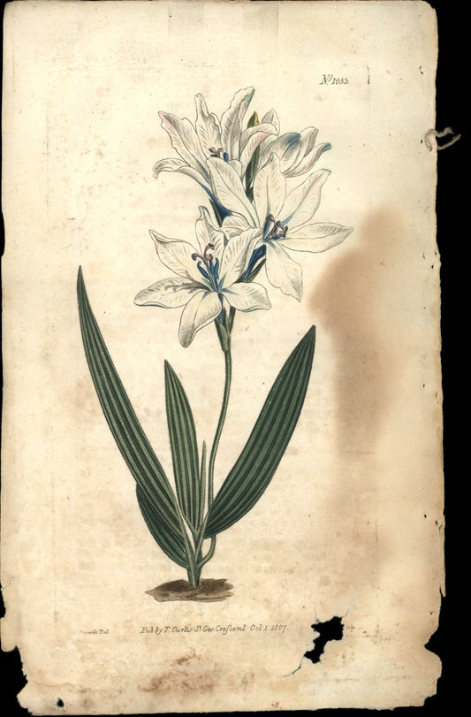 Plate 1053 - Pale-flowered