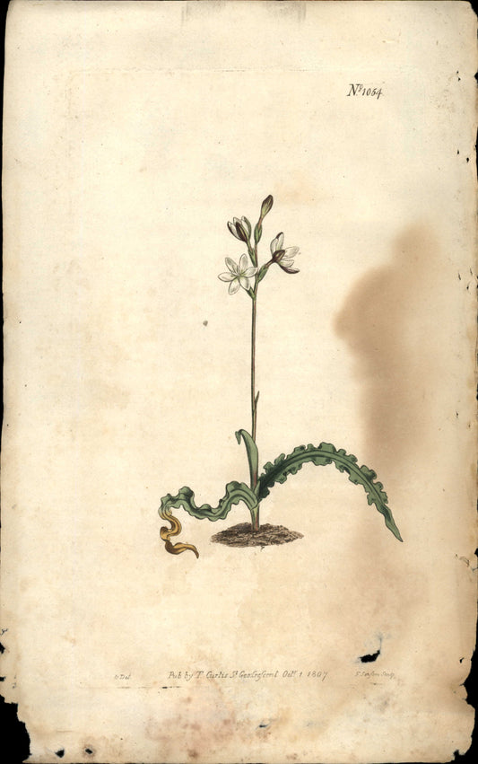 Plate 1054 - The Cinna- Mon Evening-flower