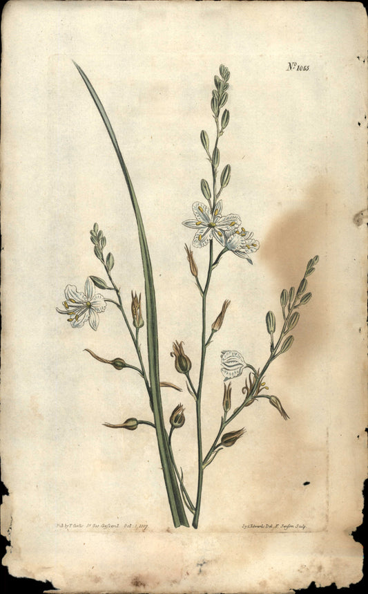 Plate 1055 - Phalangium Ramosum