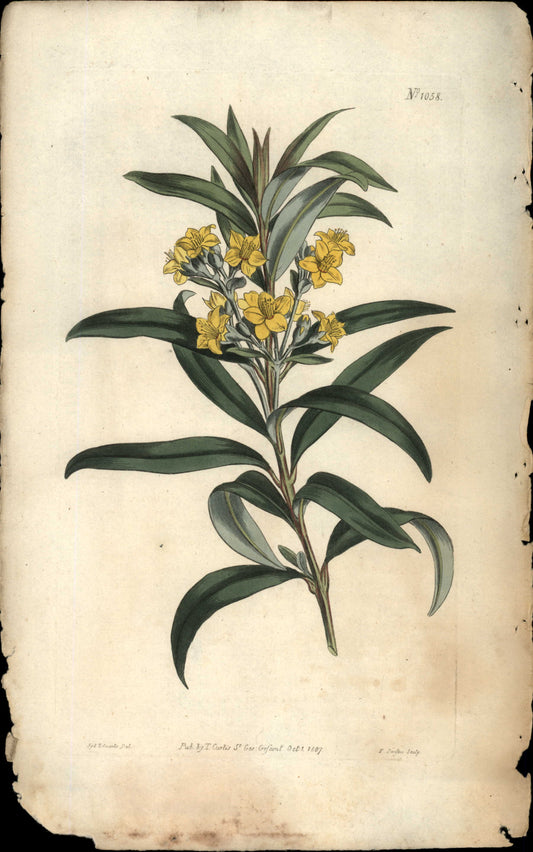Plate 1058 - Oleander- Leaved Melaleuca