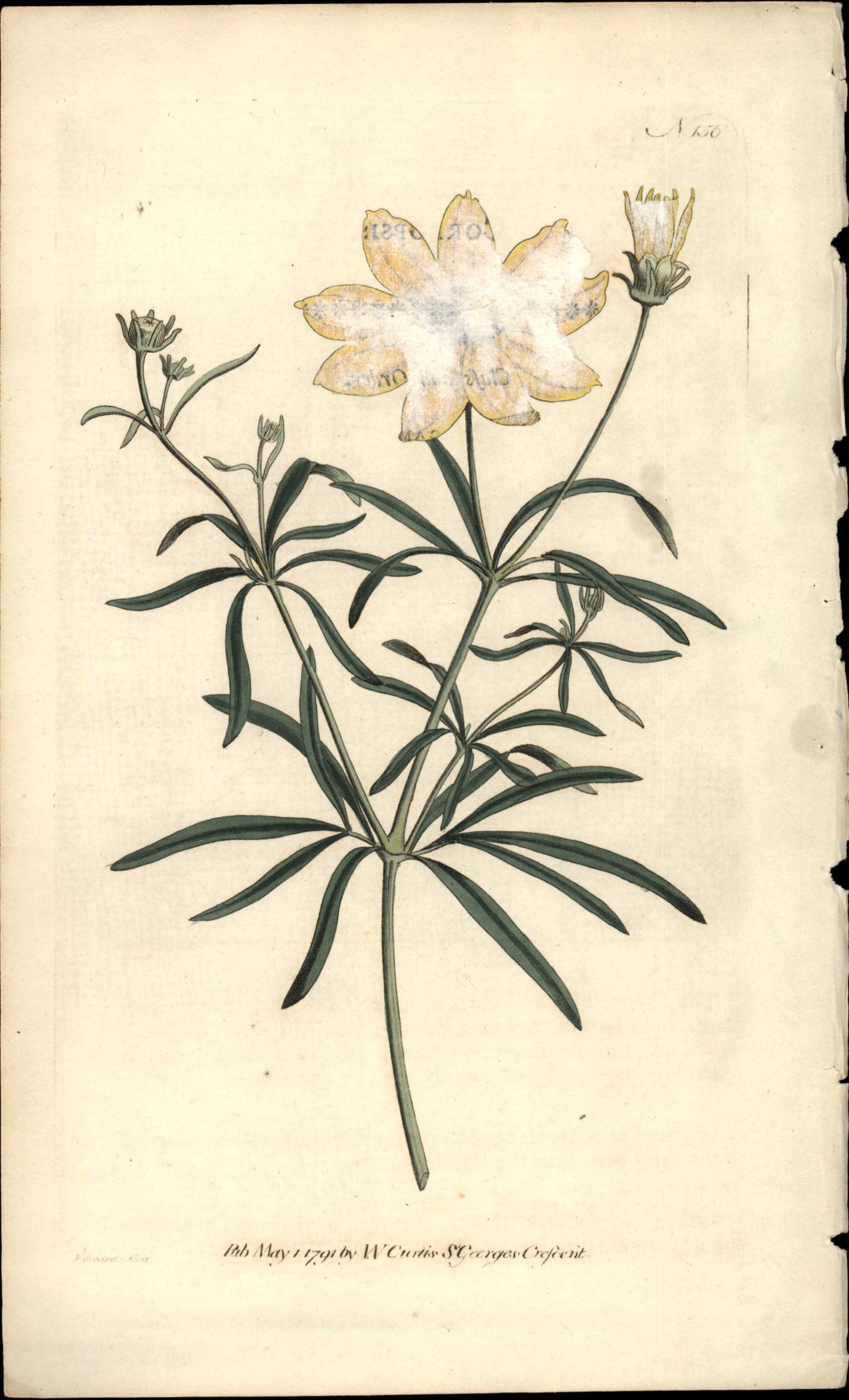 Curtis Botanical – Plate 156 – Coreopsis Verticillata