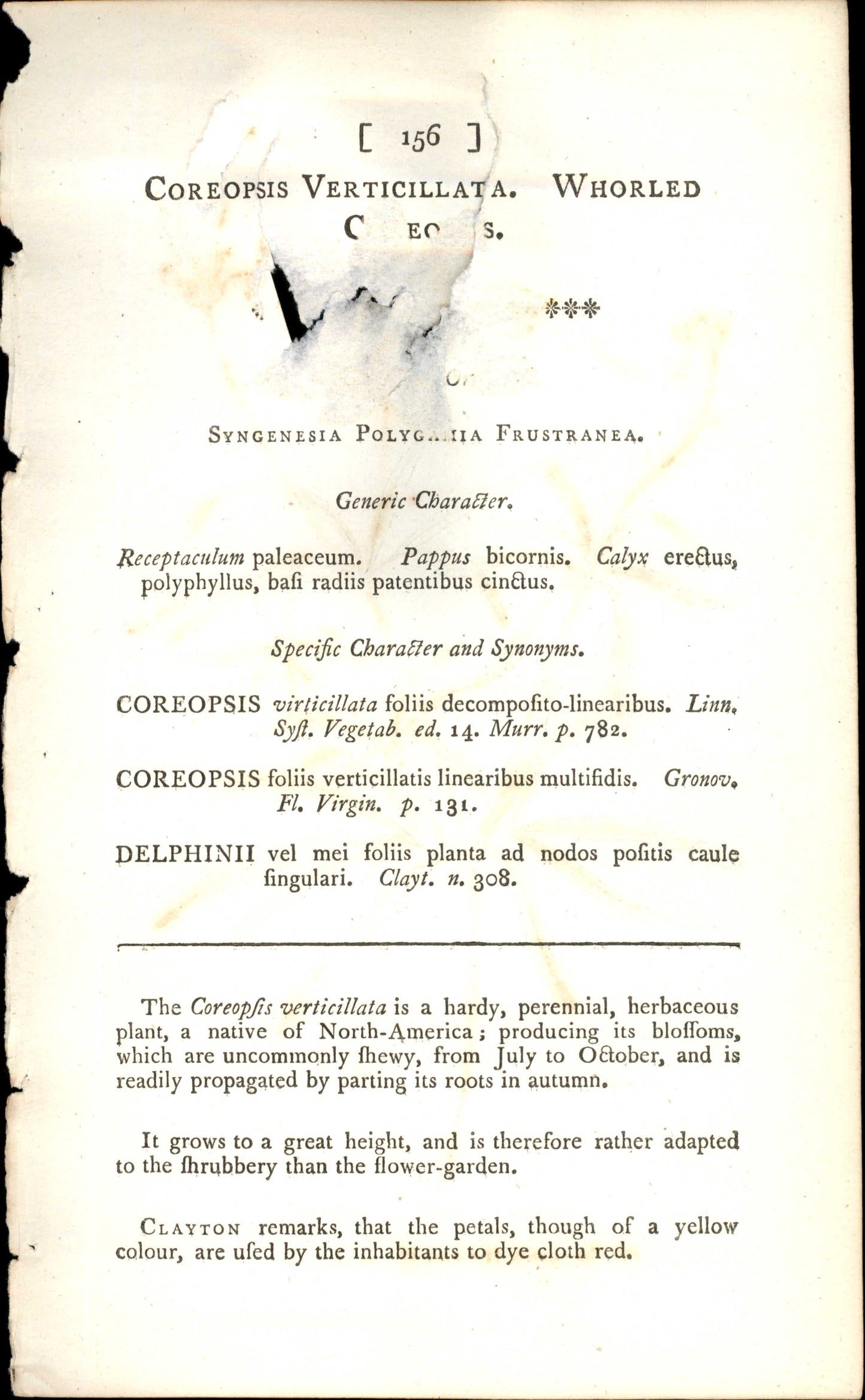Curtis Botanical – Plate 156 – Coreopsis Verticillata