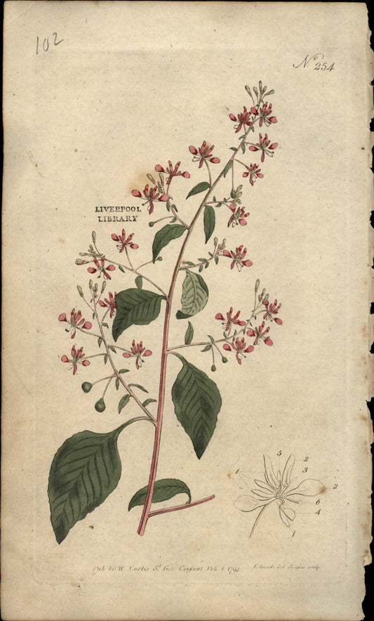 Plate 254 - Lopezia Racemosa