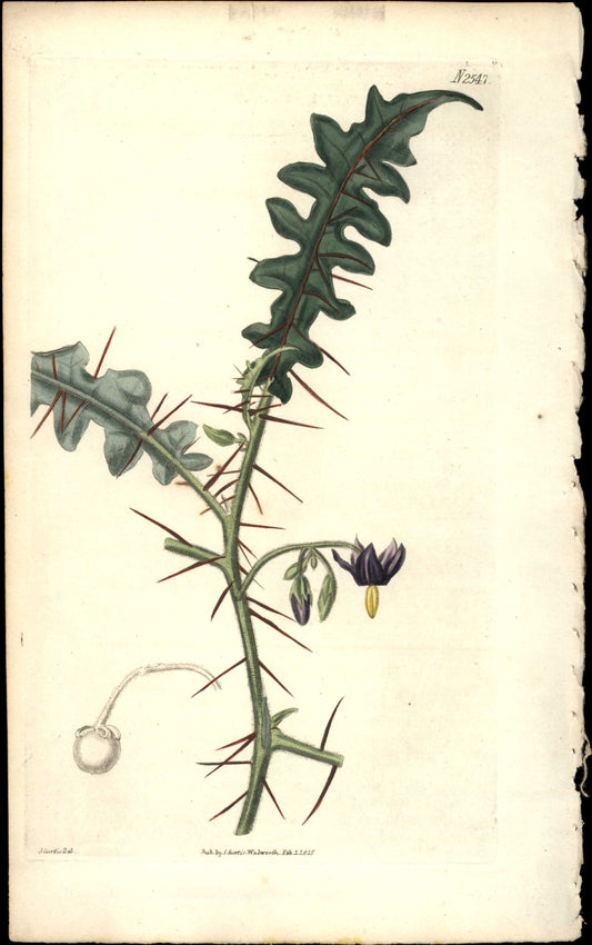 Plate 2547 - Solanum Pyracanthum