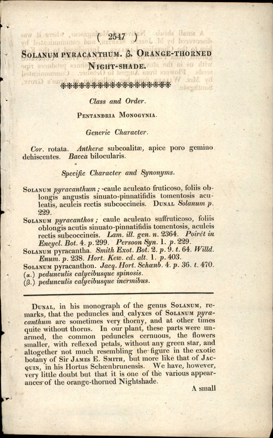 Plate 2547 - Solanum Pyracanthum
