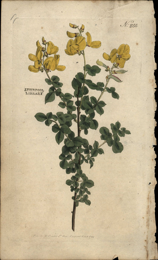 Curtis Botanical – Plate 255 – Sessiile Leaved or common Cytisus