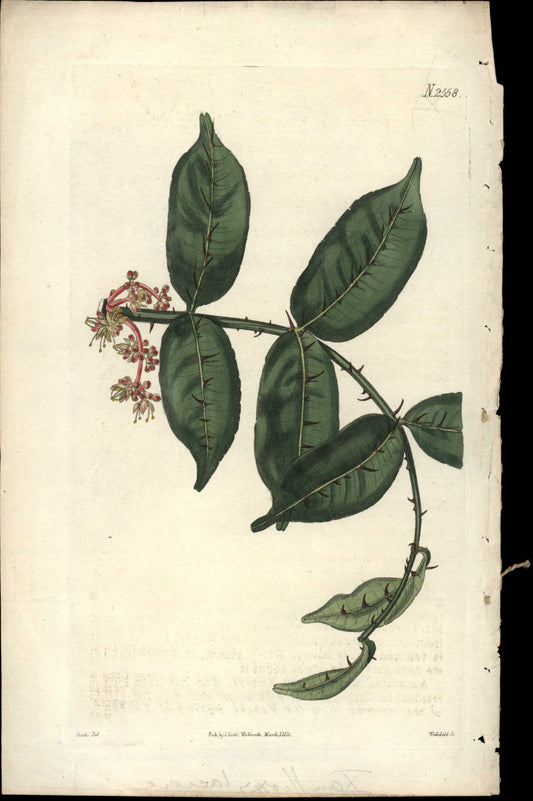 Plate 2558 - Zanthoxylum Nitidum