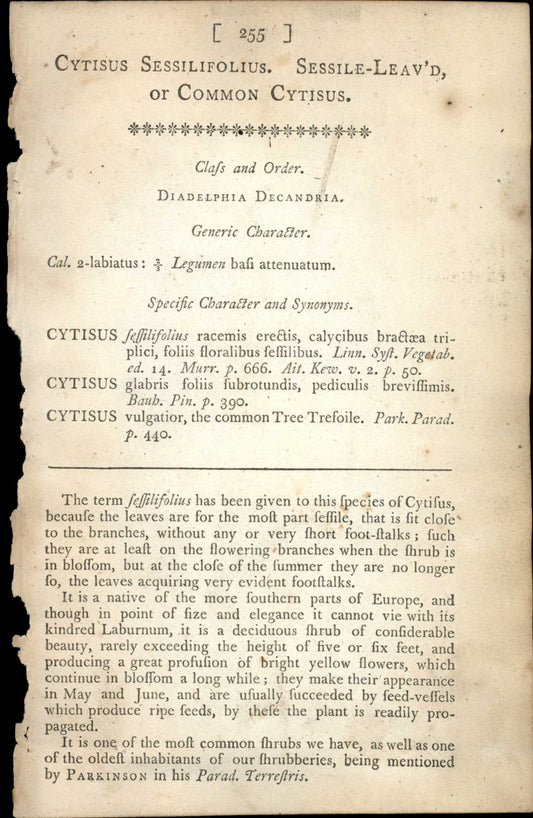 Curtis Botanical – Plate 255 – Sessiile Leaved or common Cytisus