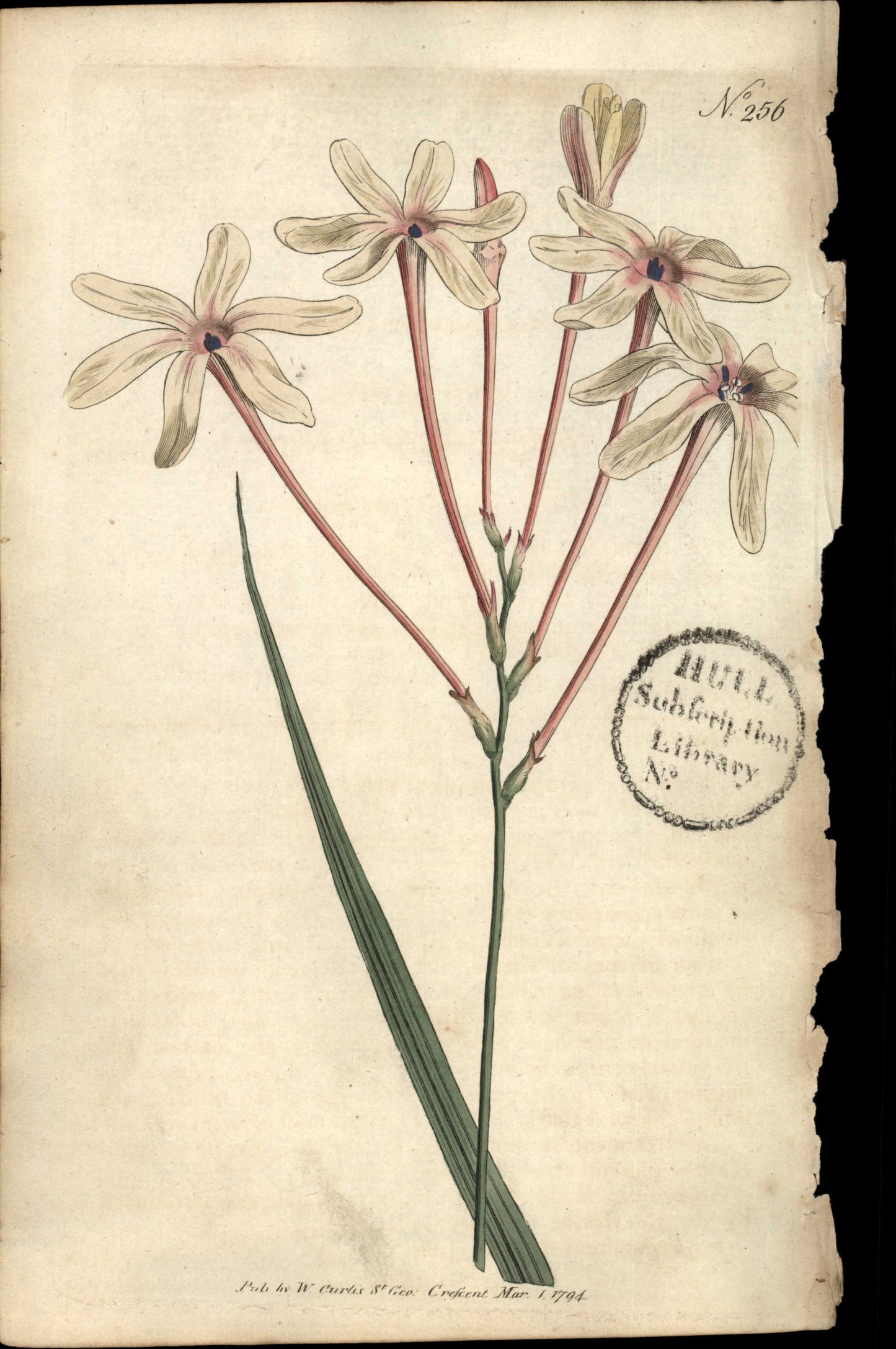 Curtis Botanical – Plate 256 – Long-Flowered Ixia
