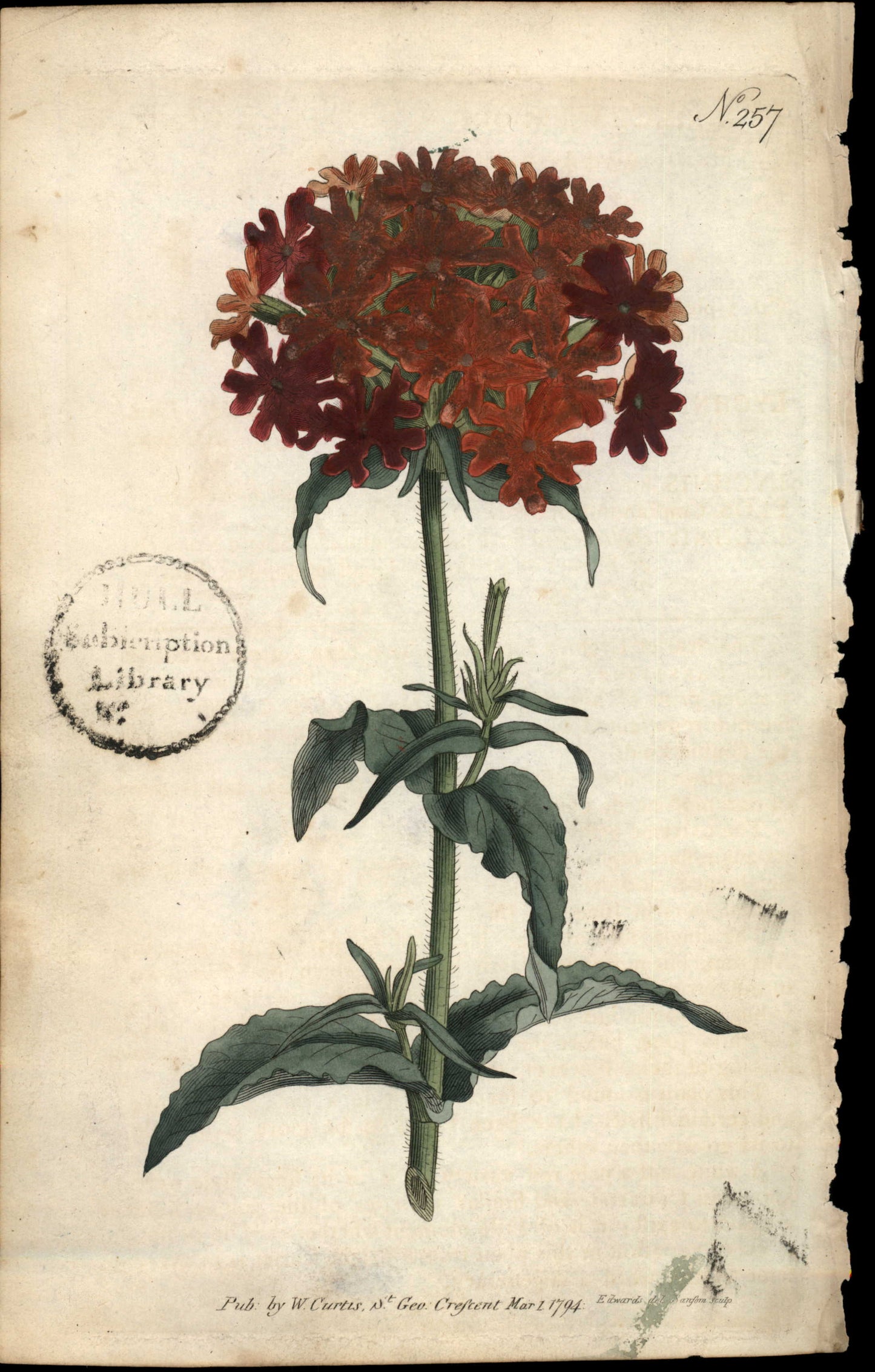 Curtis Botanical – Plate 257 – Scarlet Lychnis
