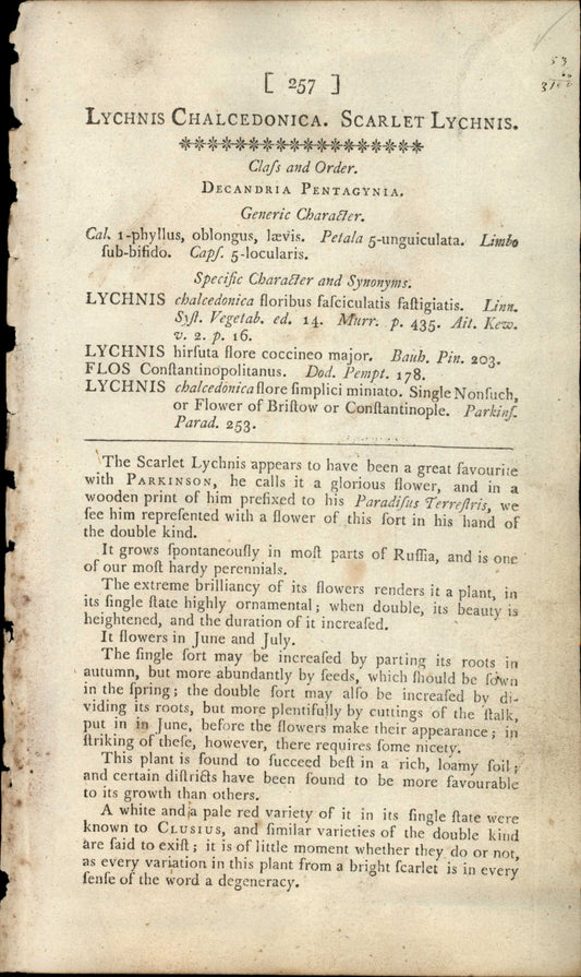 Curtis Botanical – Plate 257 – Scarlet Lychnis
