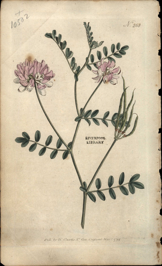 Curtis Botanical – Plate 258 – Coronilla Varia Purple Coronilla