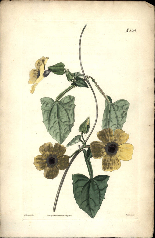 Plate 2591 - Thunbergia Alata