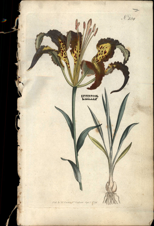 Curtis Botanical – Plate 259 – Catesby's Lily