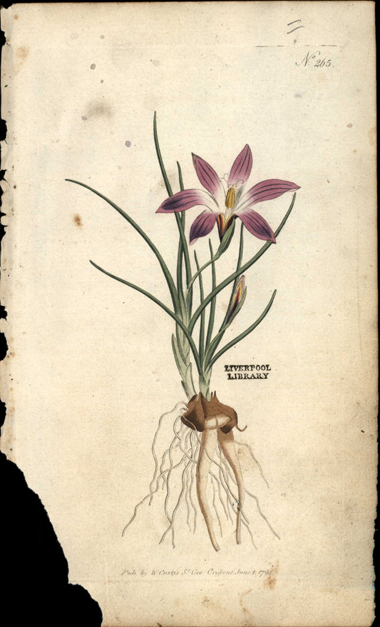 Curtis Botanical – Plate 265 – Crocus-leav'd Ixia