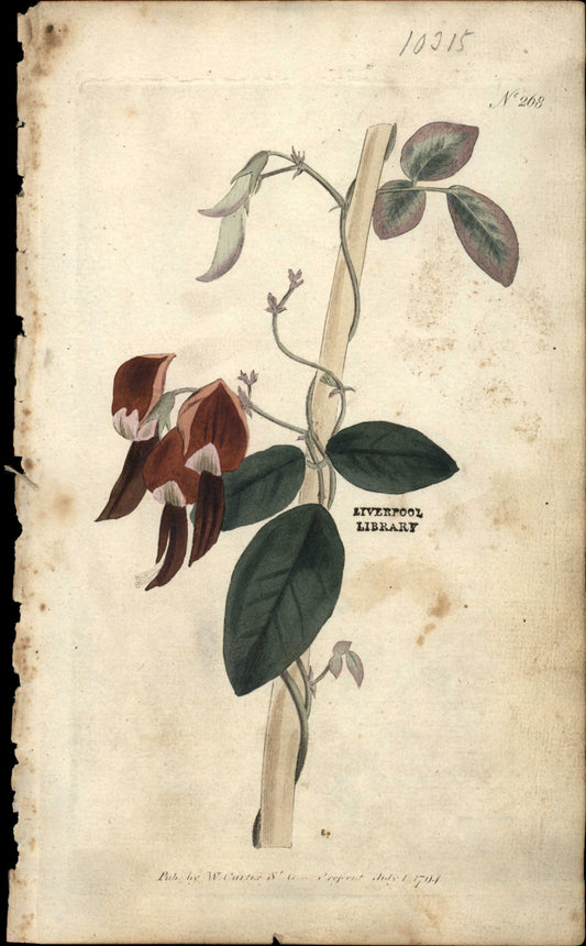 Plate 268 - Glycine Rubicunda