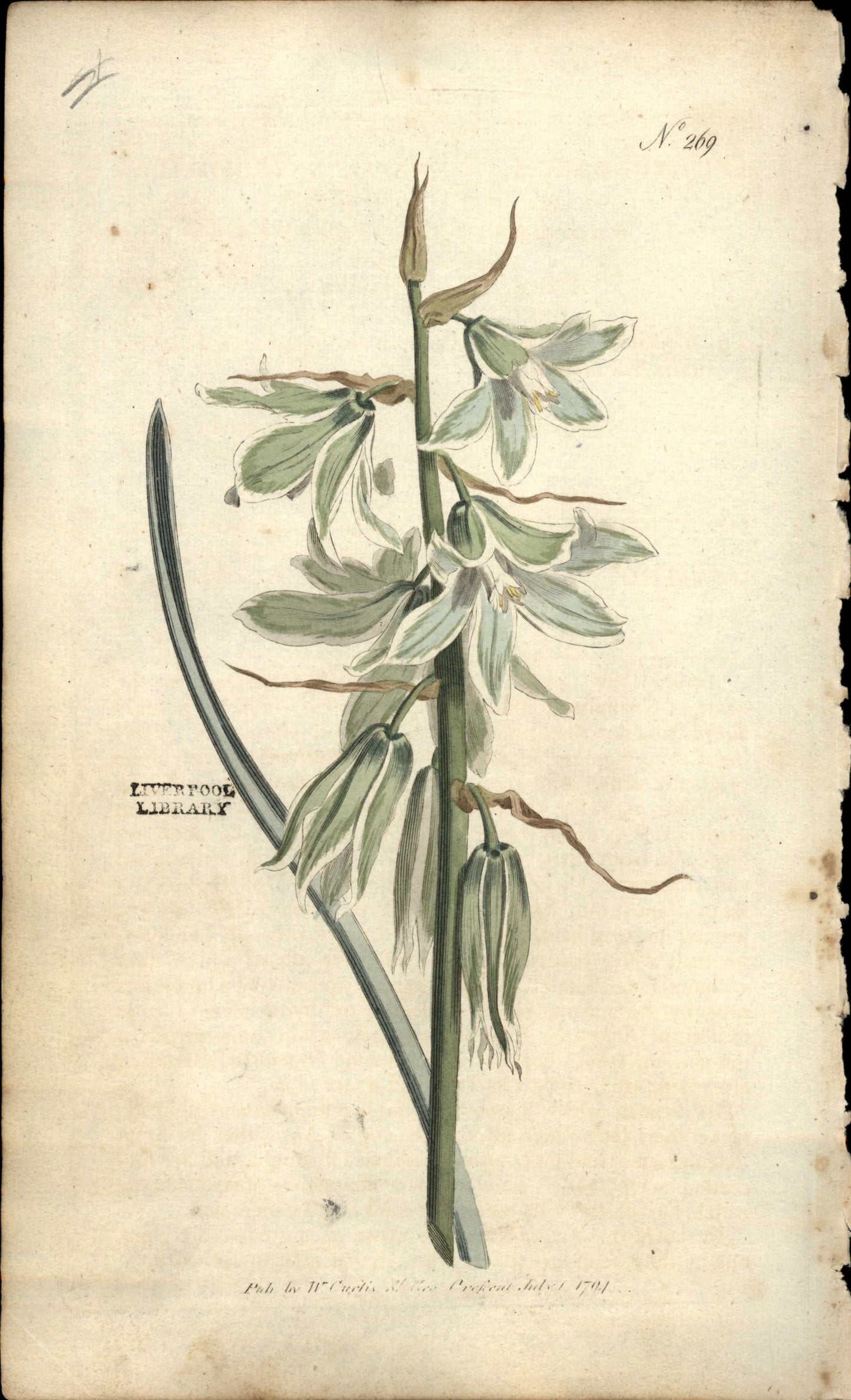Curtis Botanical – Plate 269 – Neopolitan Star of Bethlehem