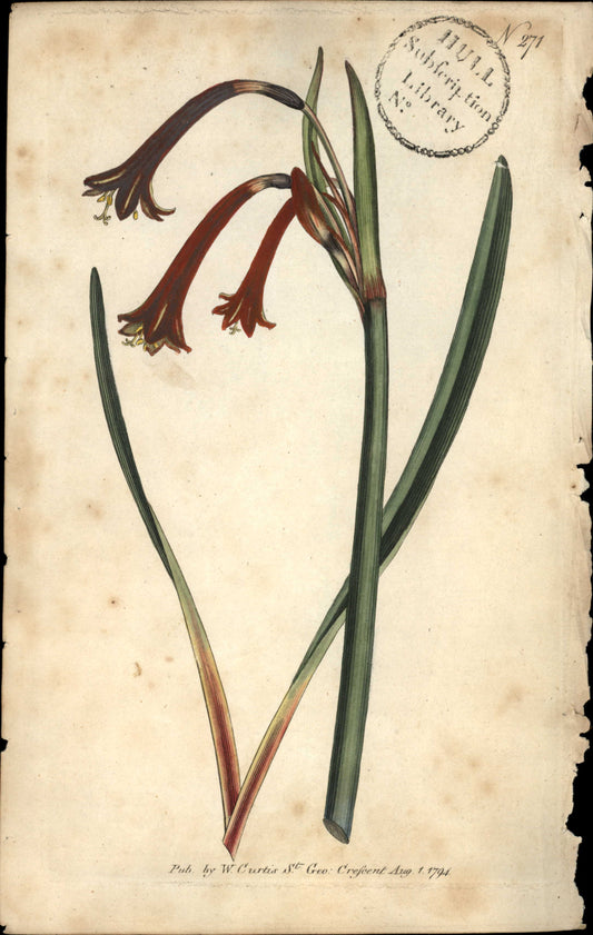 Plate 271 - Narrow- Leaved Cyrtanthus