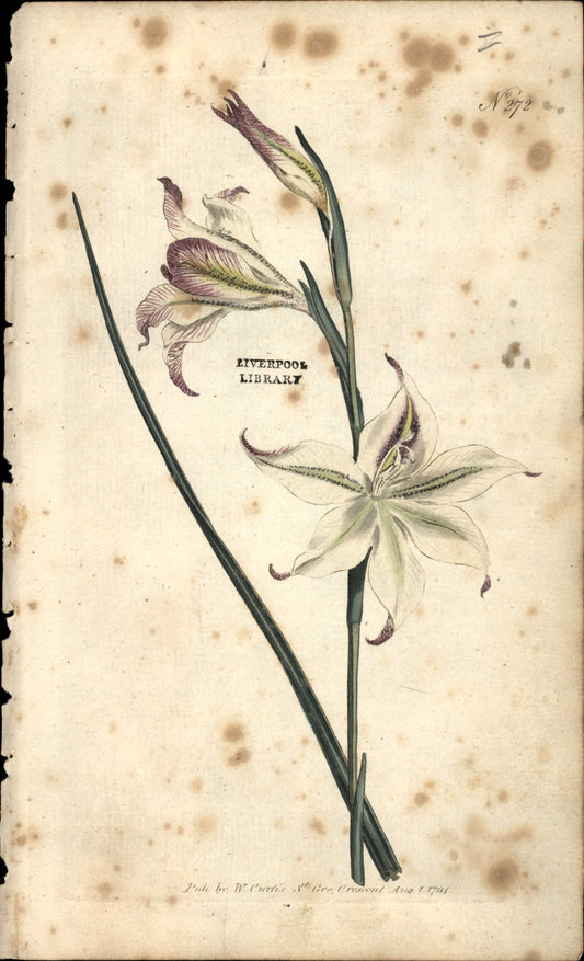 Curtis Botanical – Plate 272 – Square Leaved Corn-flag