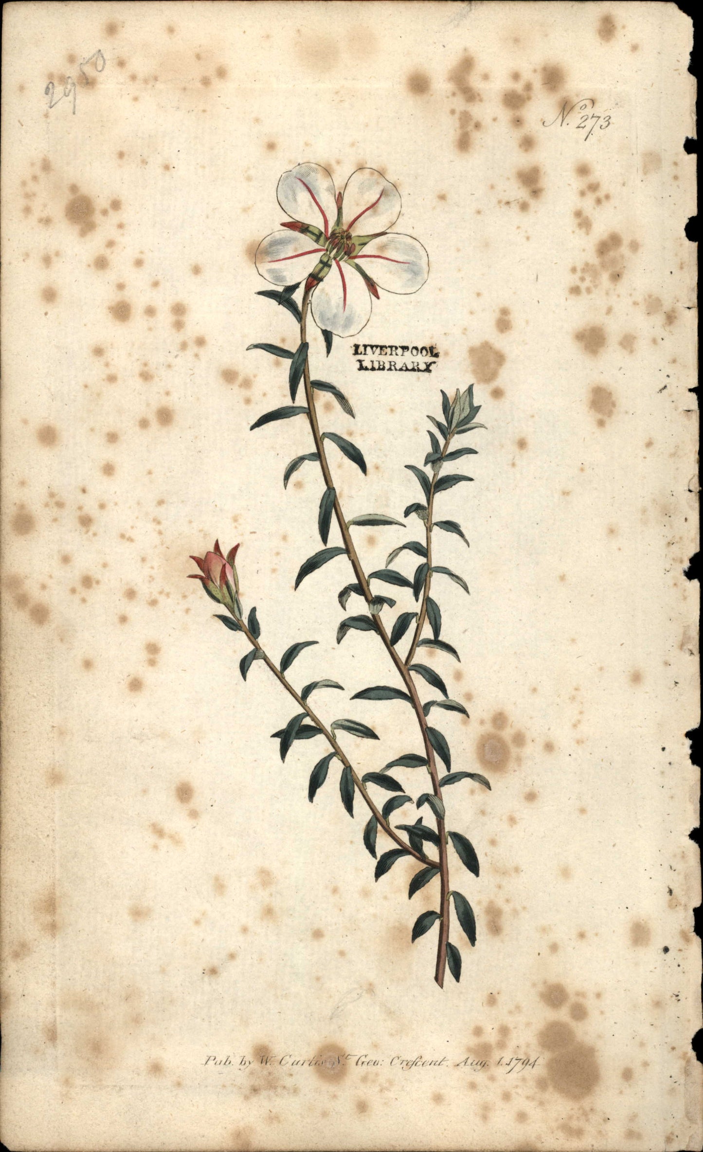 Curtis Botanical – Plate 273 – One Flowered Diosma