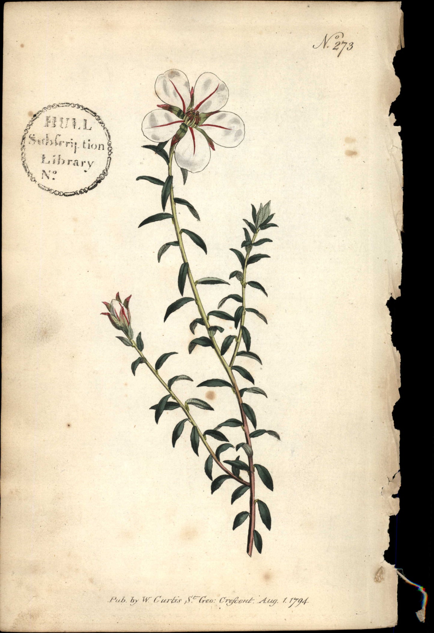 Curtis Botanical – Plate 273 – One Flowered Diosma