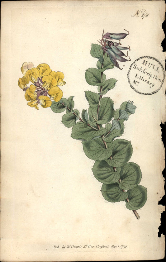 Curtis Botanical – Plate 274 – Heart Leaved Borbonia