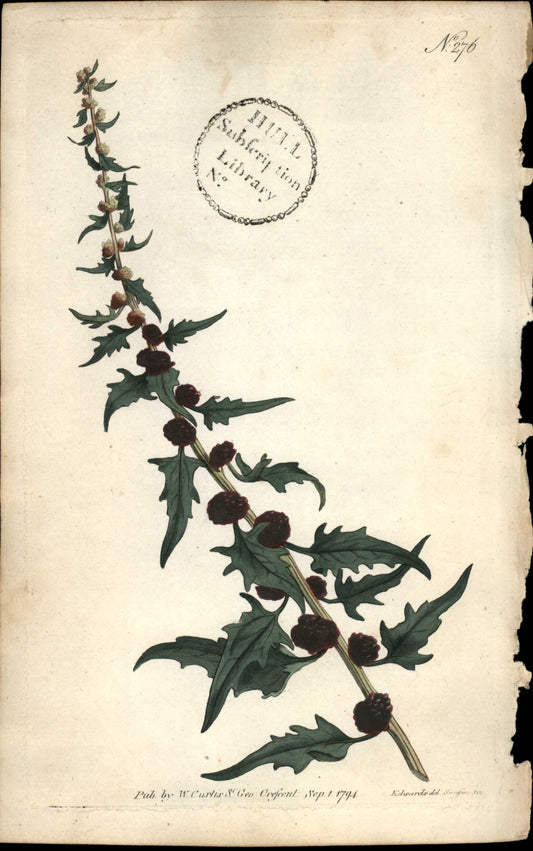 Plate 276 - Blitum Virgatum