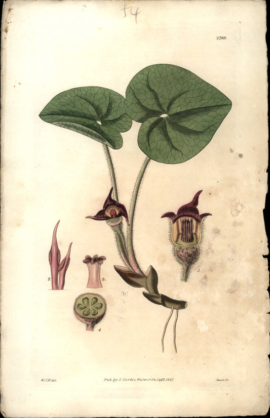 Plate 2769 - Canadian Asarabaca Or Wild Ginger