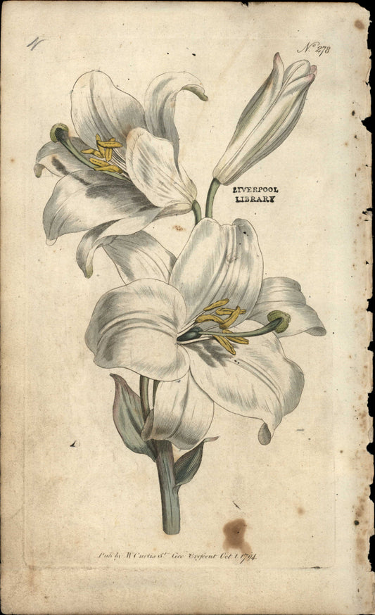 Plate 278 - White Lily