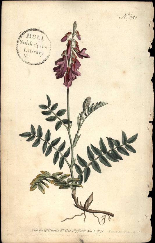 Plate 282 - Creeping- Rooted Hedysarum
